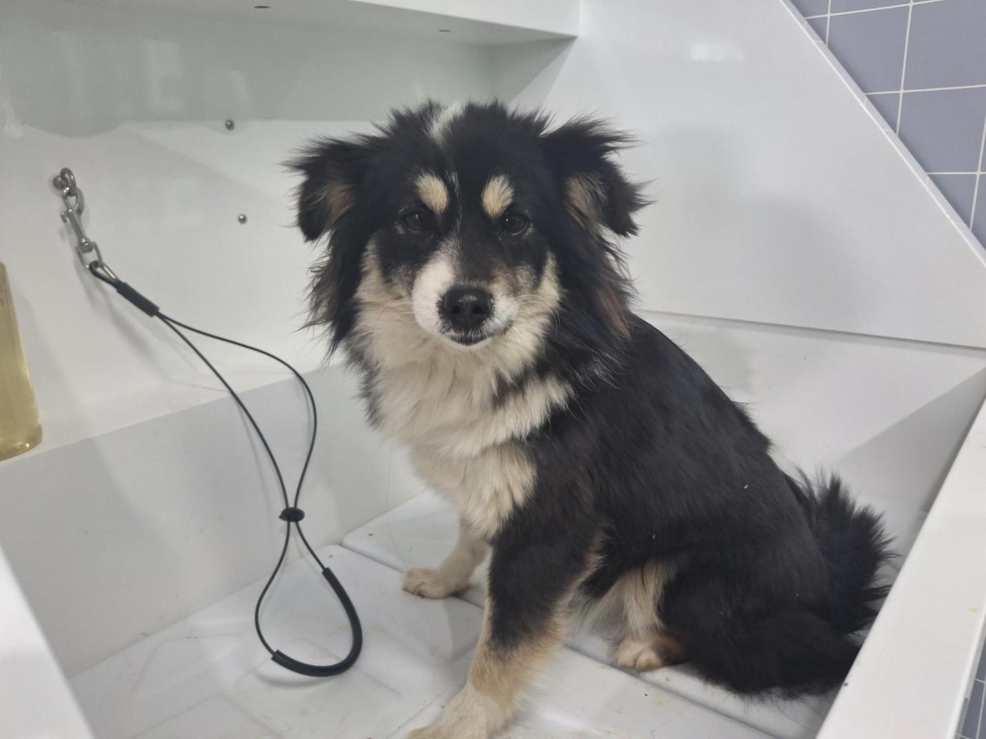 남부여동물보호소_444457202500093