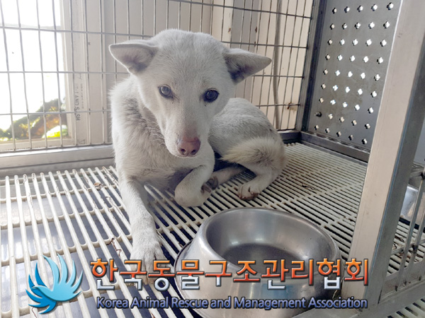 한국동물구조관리협회_441409202500130