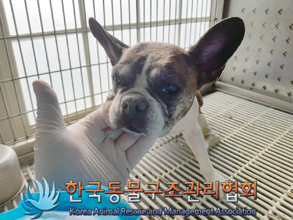 한국동물구조관리협회_441404202500015