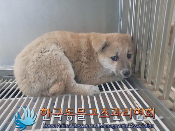 종료(안락사) 믹스…