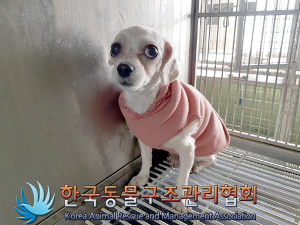한국동물구조관리협회_441392202500028
