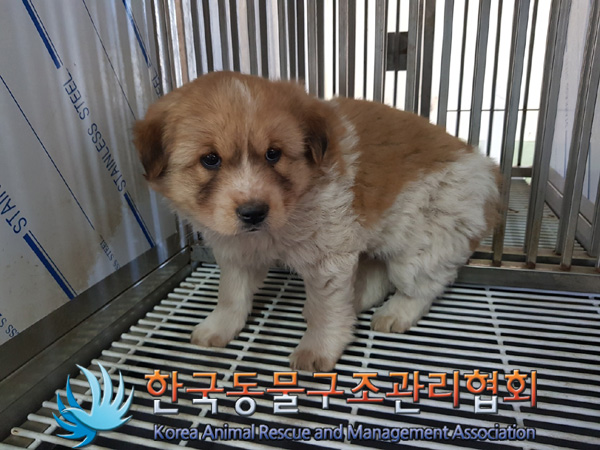 한국동물구조관리협회_441406202500090