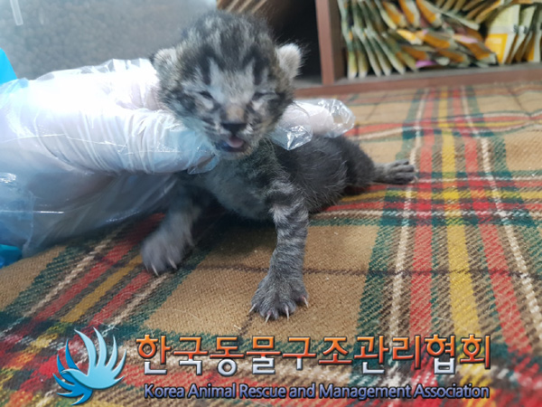 한국동물구조관리협회_411303202500015