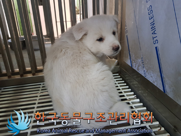 한국동물구조관리협회_441406202500094