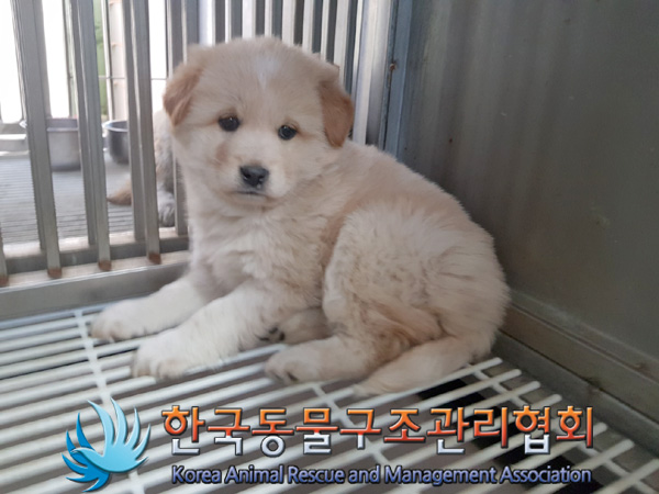 종료(안락사) 믹스…