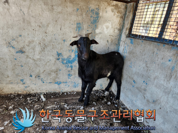 한국동물구조관리협회_441406202500092