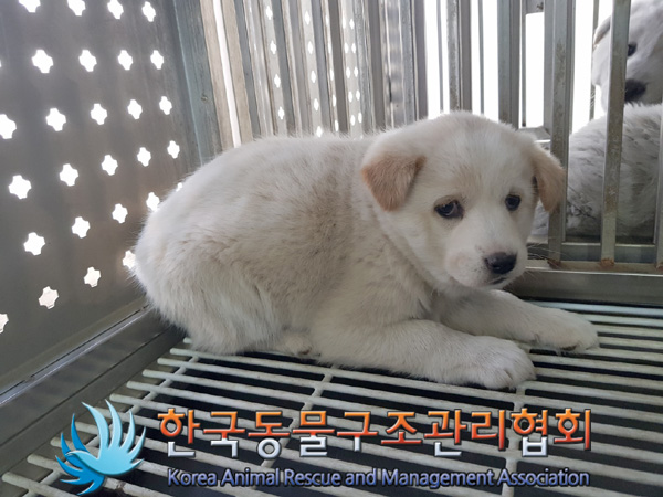한국동물구조관리협회_441406202500089