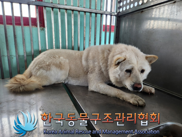 한국동물구조관리협회_441414202500056