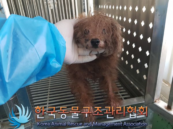 한국동물구조관리협회_411318202500013