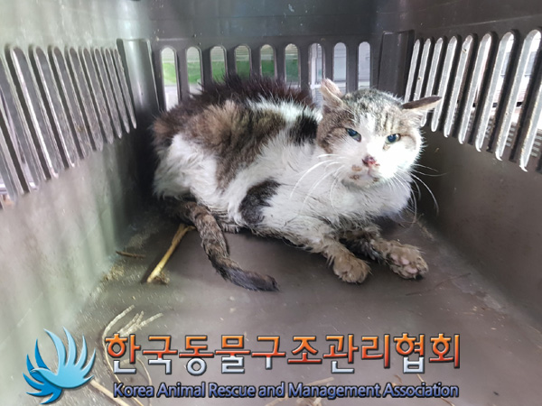 한국동물구조관리협회_441560202500157