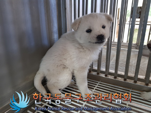 한국동물구조관리협회_441406202500096