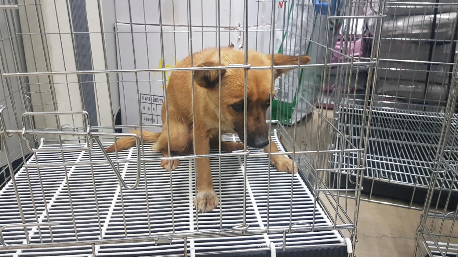 고양시동물보호센터_441394202500211