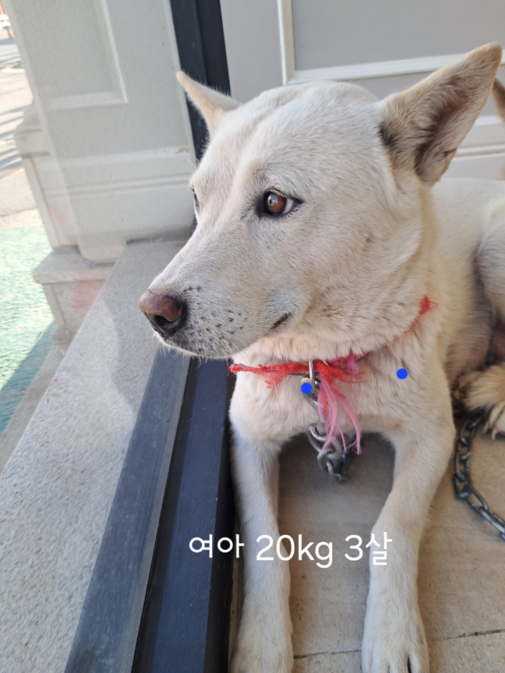 옥천동물병원_443443202500046