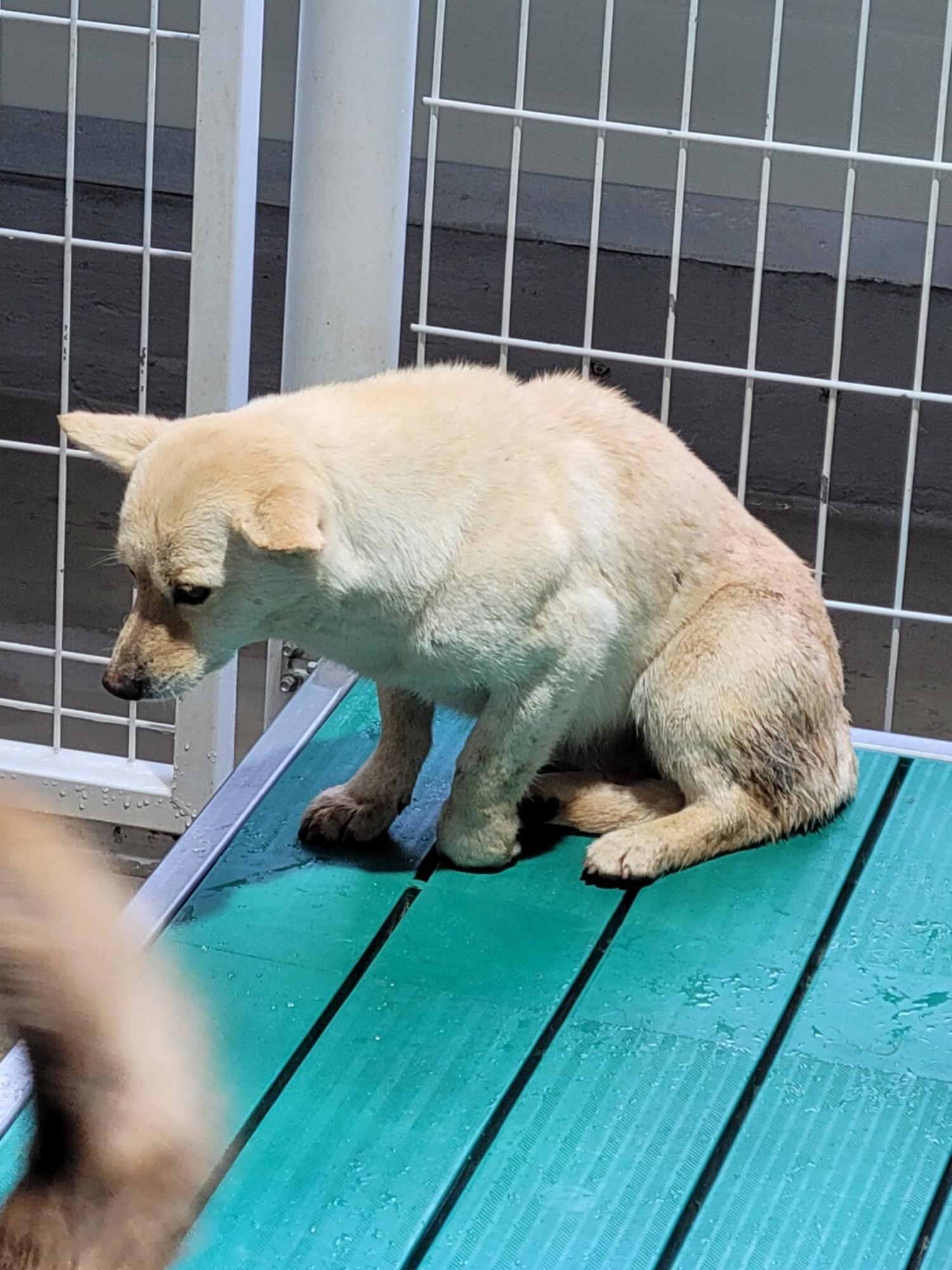 유기동물임시보호센터_446499202500041