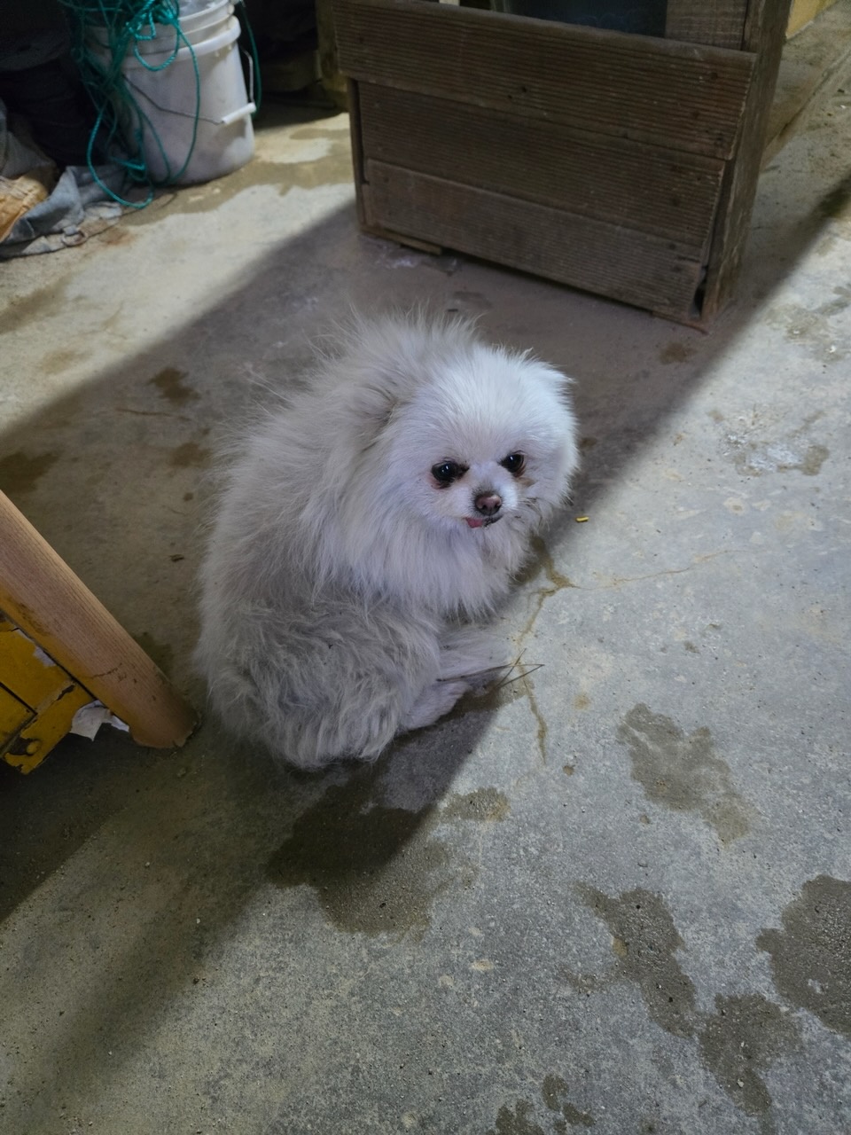 종료(입양) 포메라…