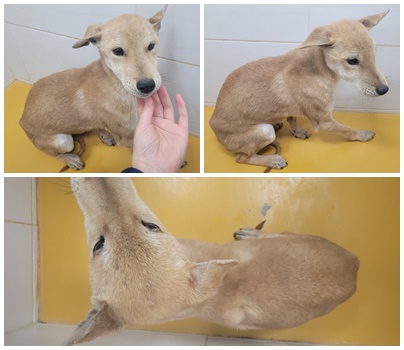 논산시 동물보호센터_444454202500106