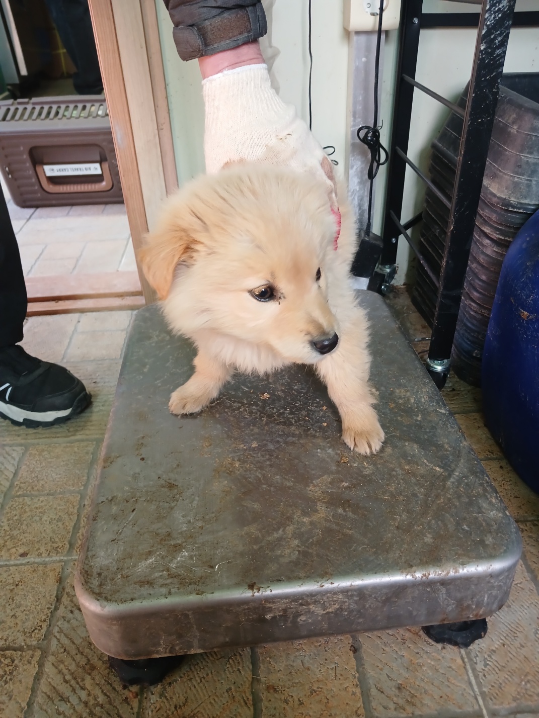 영주시 동물보호센터_447509202500045