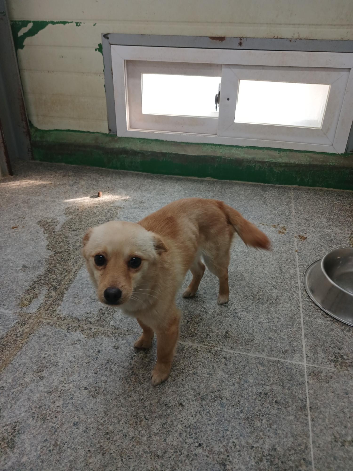 영주시 동물보호센터_447509202500044
