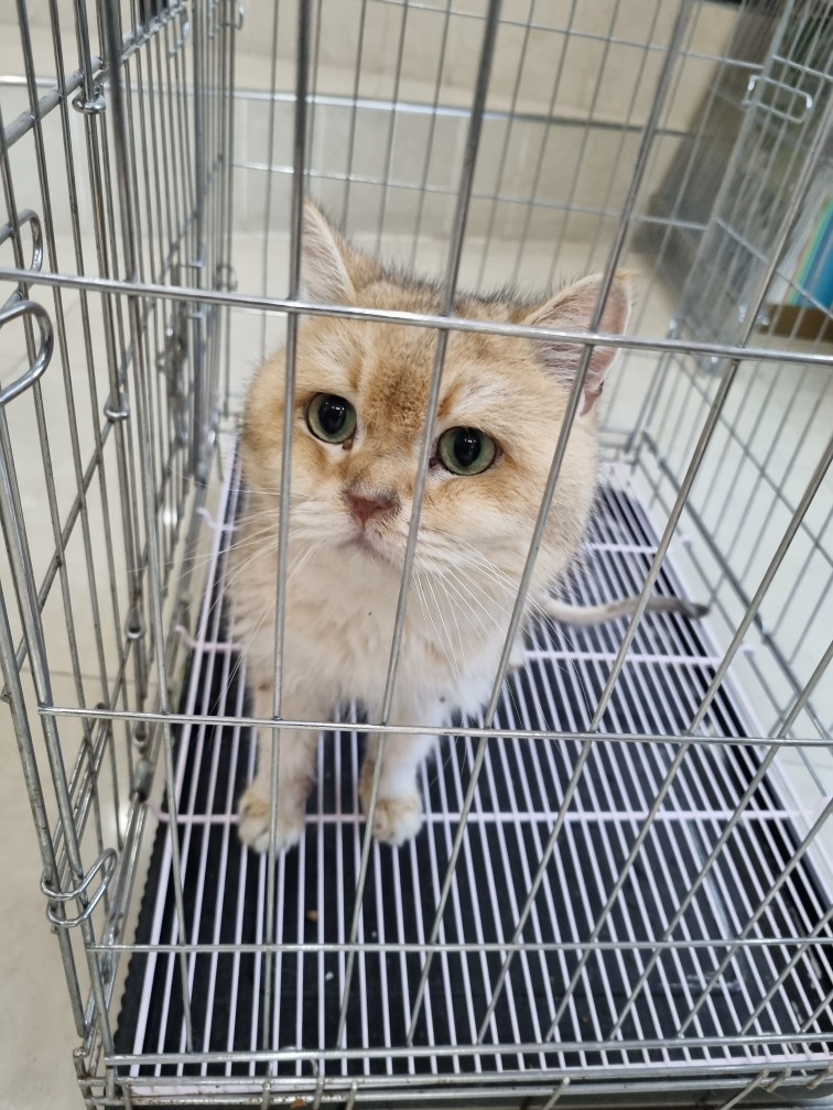 21세기동물병원_445464202500365