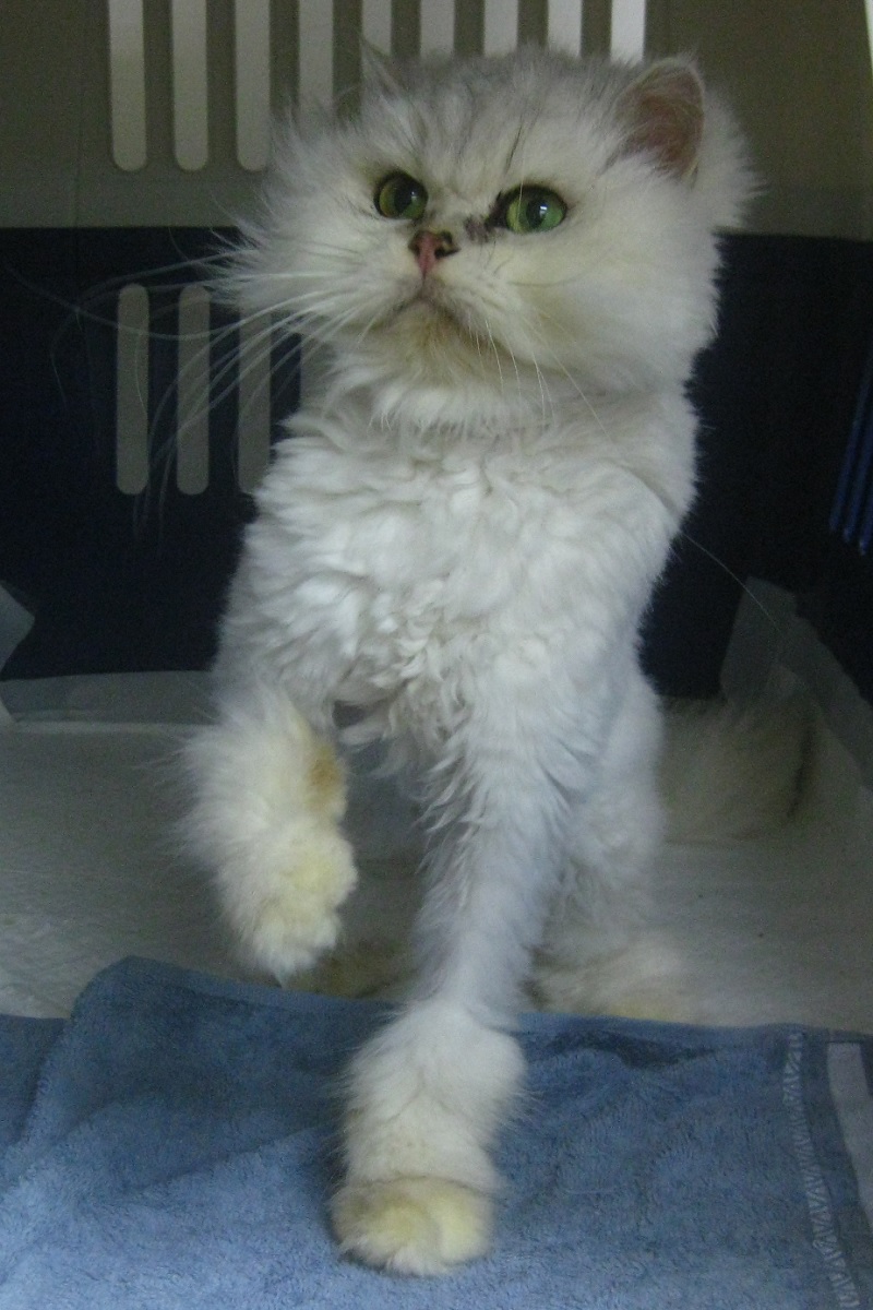 [고양이] 페르시안-페르시안 친칠라 울산-중구-2024-00421 유기동물 배경 이미지 입니다.