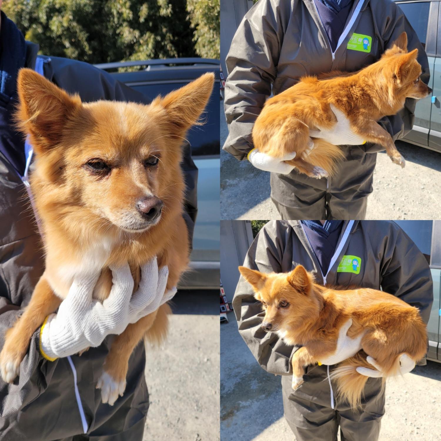 당진시동물보호소_444568202500097