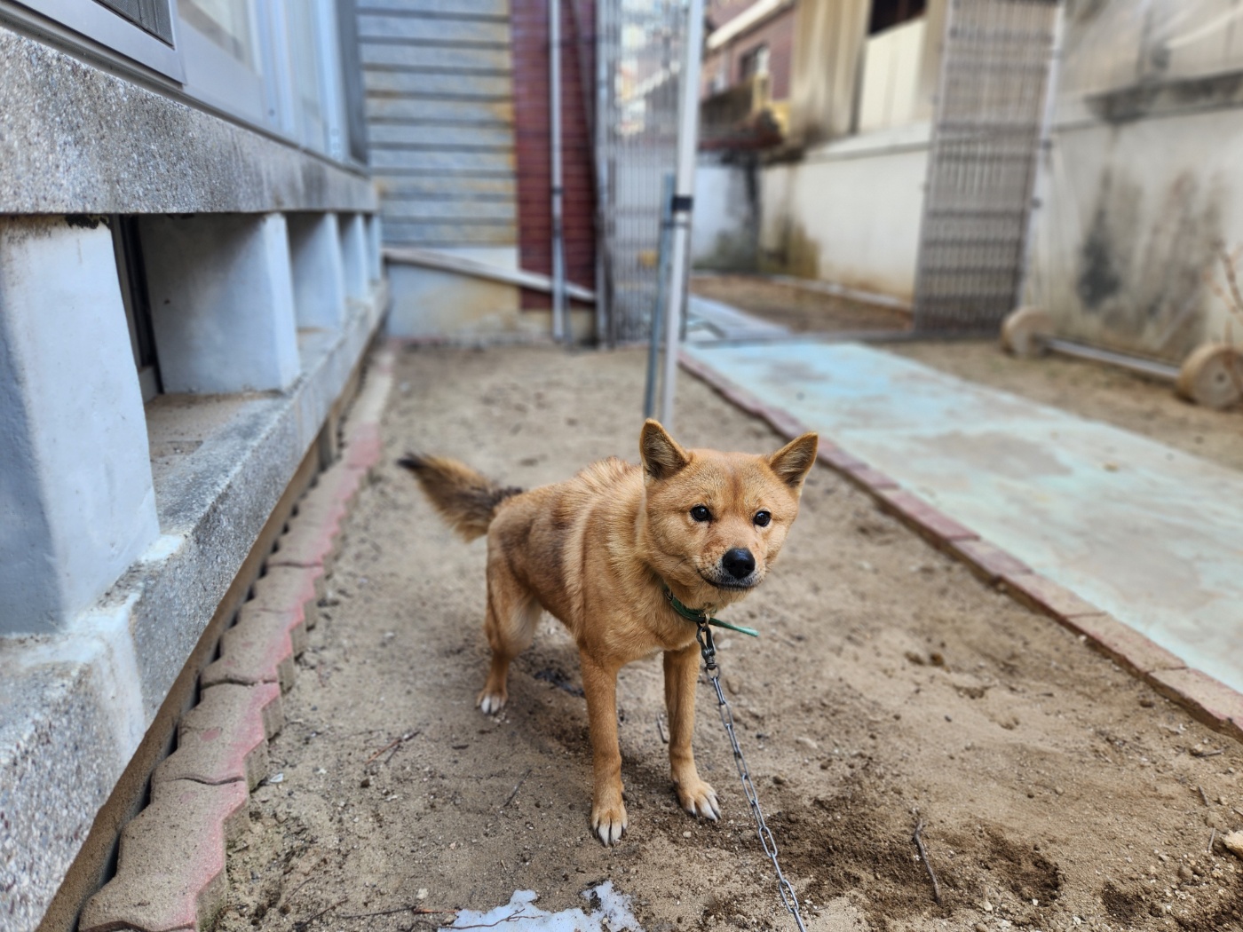 칠곡유기동물보호센터_447522202500030