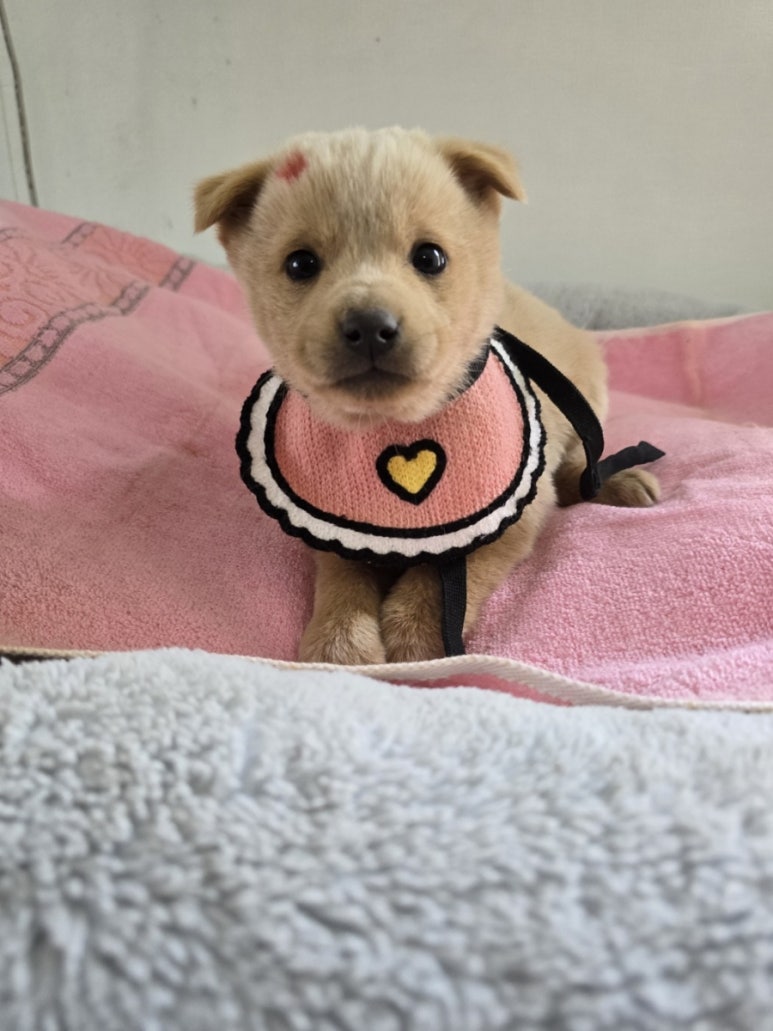 밀양시 동물보호센터_448536202500128
