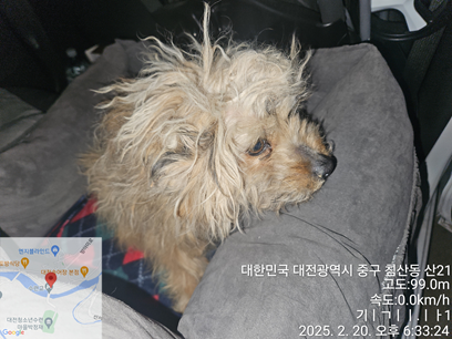 대전동물보호센터_430365202500025
