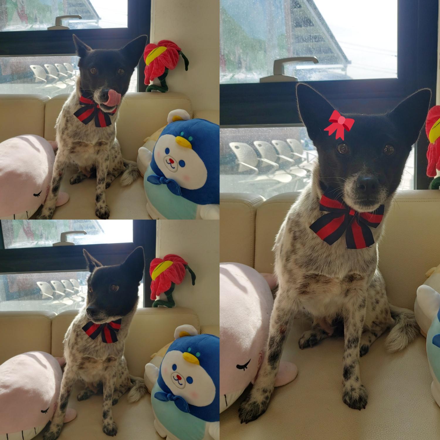 경주동물사랑보호센터_447505202500143