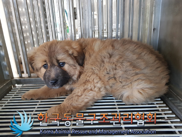 한국동물구조관리협회_441409202500131