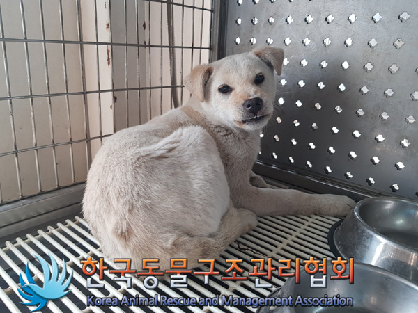 종료(안락사) 믹스…