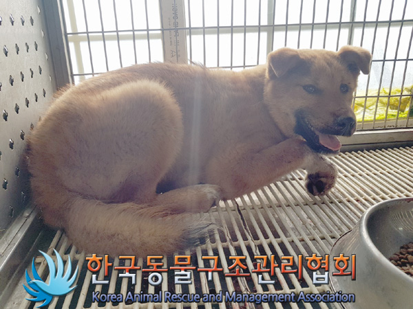 한국동물구조관리협회_411311202500026