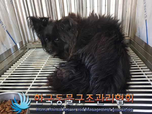 한국동물구조관리협회_441414202500059