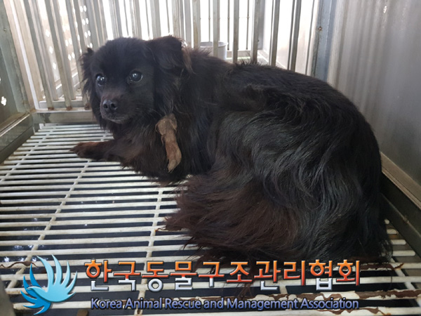 한국동물구조관리협회_441414202500058