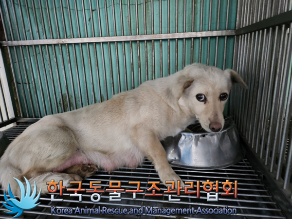 한국동물구조관리협회_441414202500064