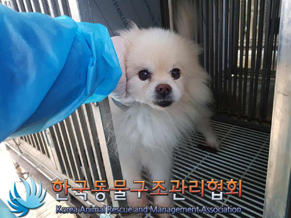한국동물구조관리협회_441559202500080