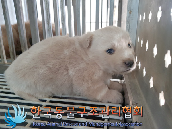 한국동물구조관리협회_441414202500060