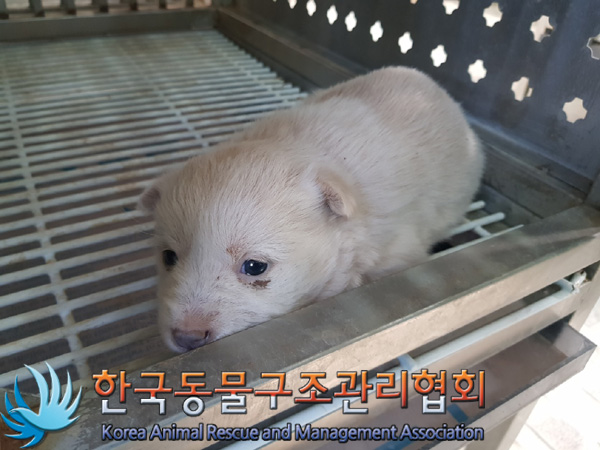 한국동물구조관리협회_441414202500061