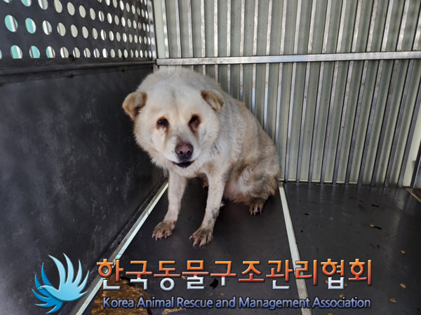 한국동물구조관리협회_441414202500065