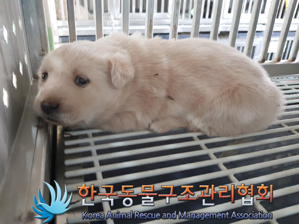종료(안락사) 믹스…