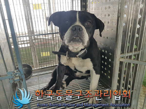 한국동물구조관리협회_441560202500159