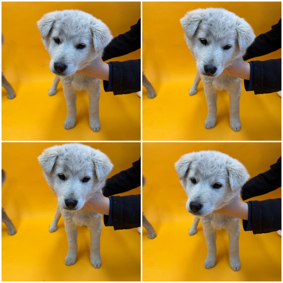 천안시 동물보호센터_444449202500098