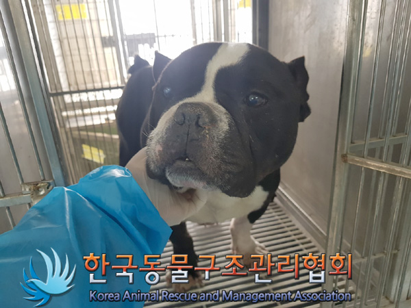 한국동물구조관리협회_441560202500160