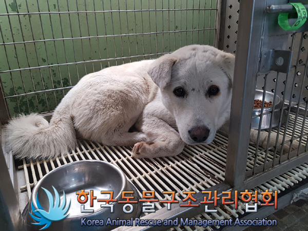 보호중 믹스견의 가…
