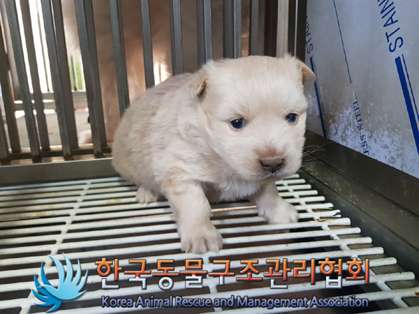 한국동물구조관리협회_441414202500062