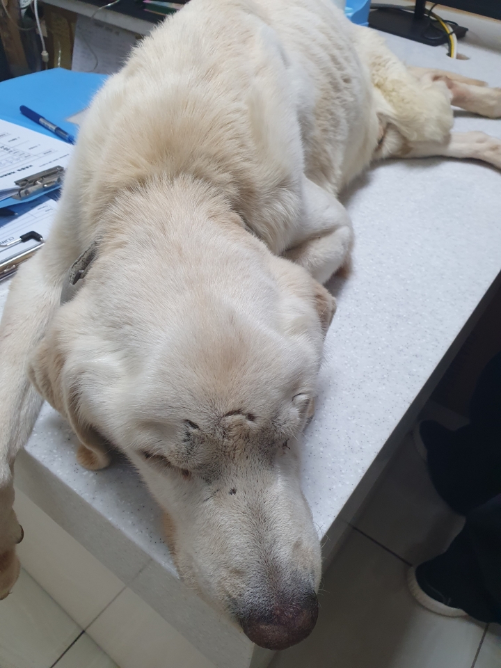 최종주동물병원_443444202500045