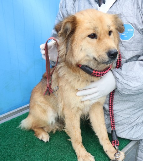 제주 동물보호센터_450650202500396