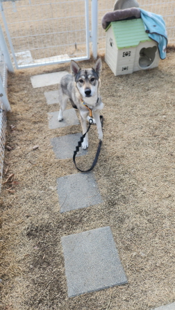 익산유기동물보호소_445468202500234