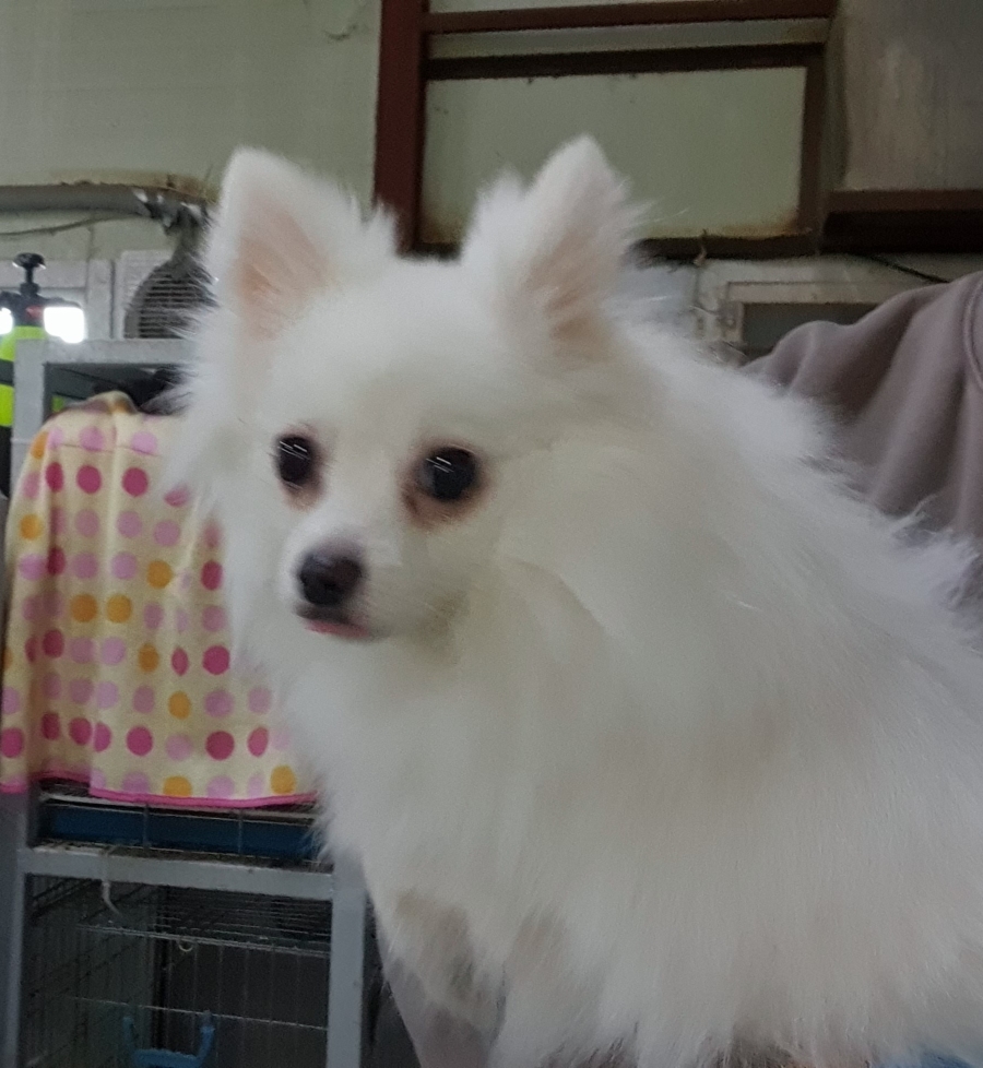 인천광역시수의사회_428353202500048