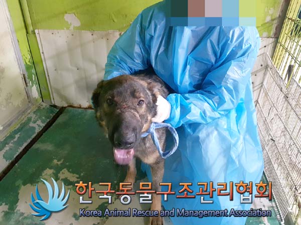 한국동물구조관리협회_441409202500169
